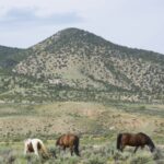 bigstock-Cowboy-Wrangler-Wrangler-Ridin-245197900